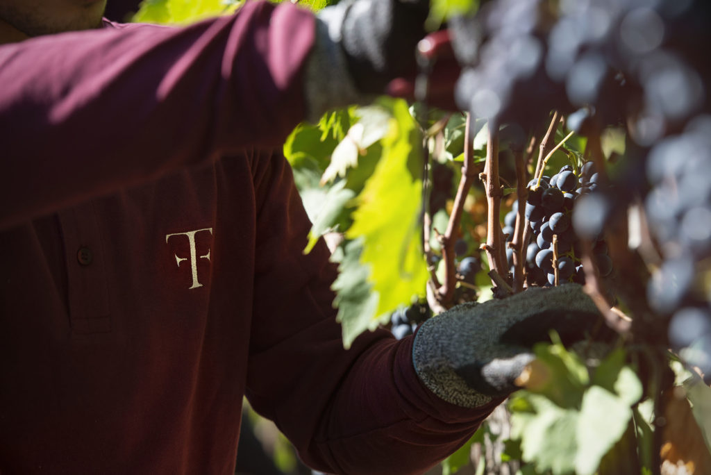 Vendemmia 2017