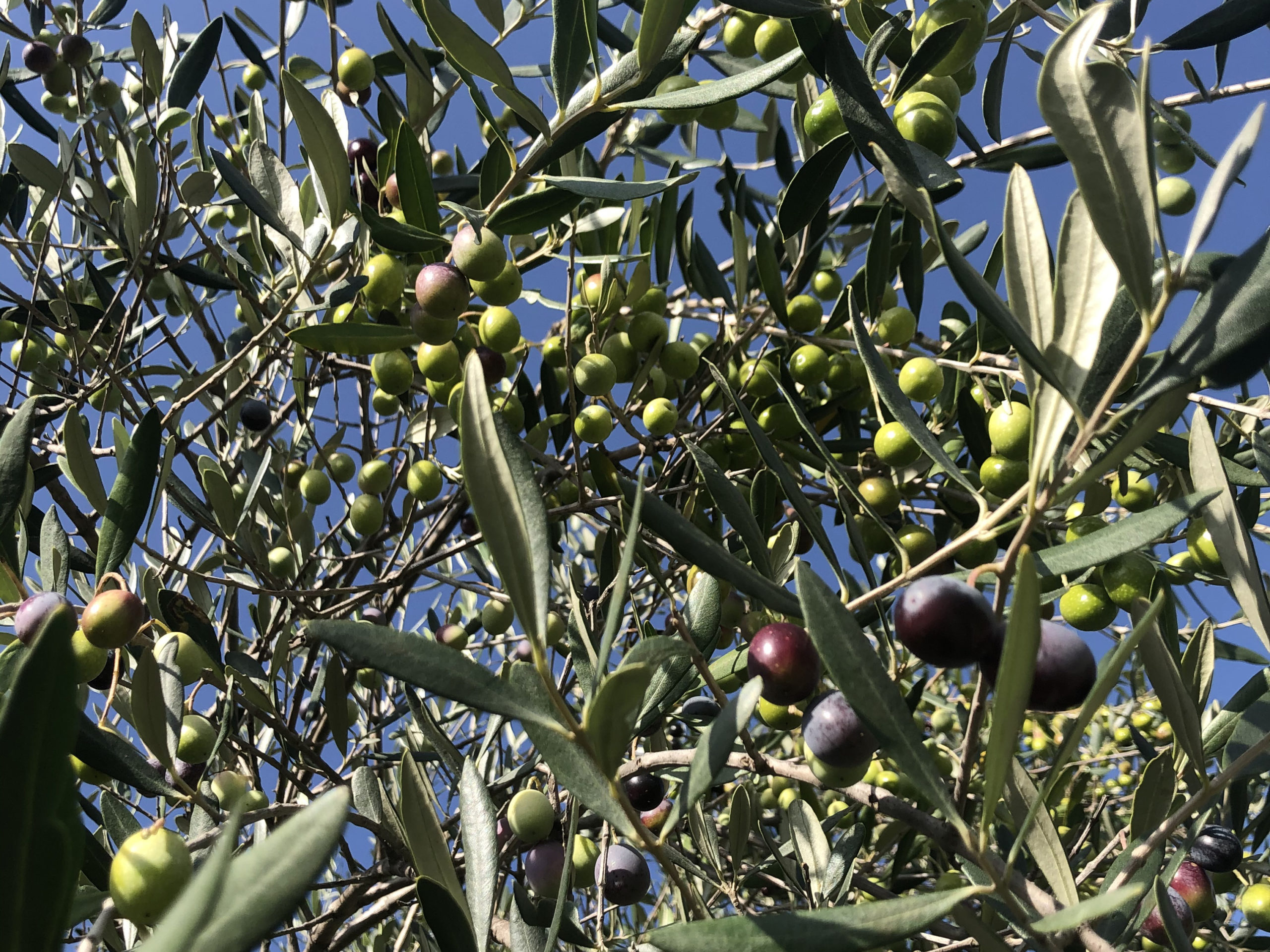 Olio Extravergine di Oliva