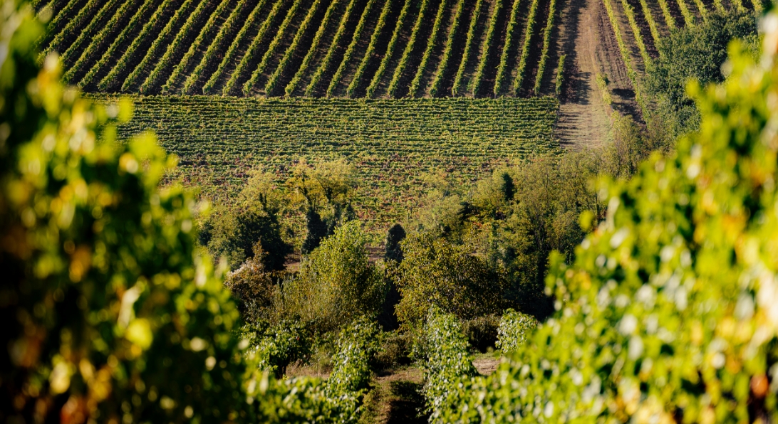 Field tenuta Tenuta di Nozzole