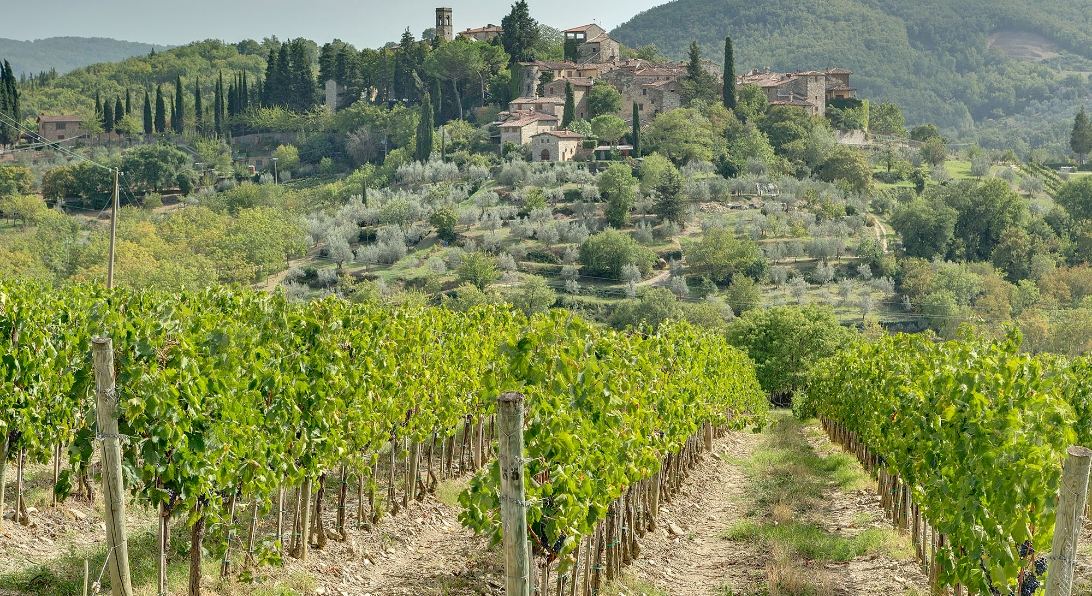 Terreno tenuta Tenute del Cabreo