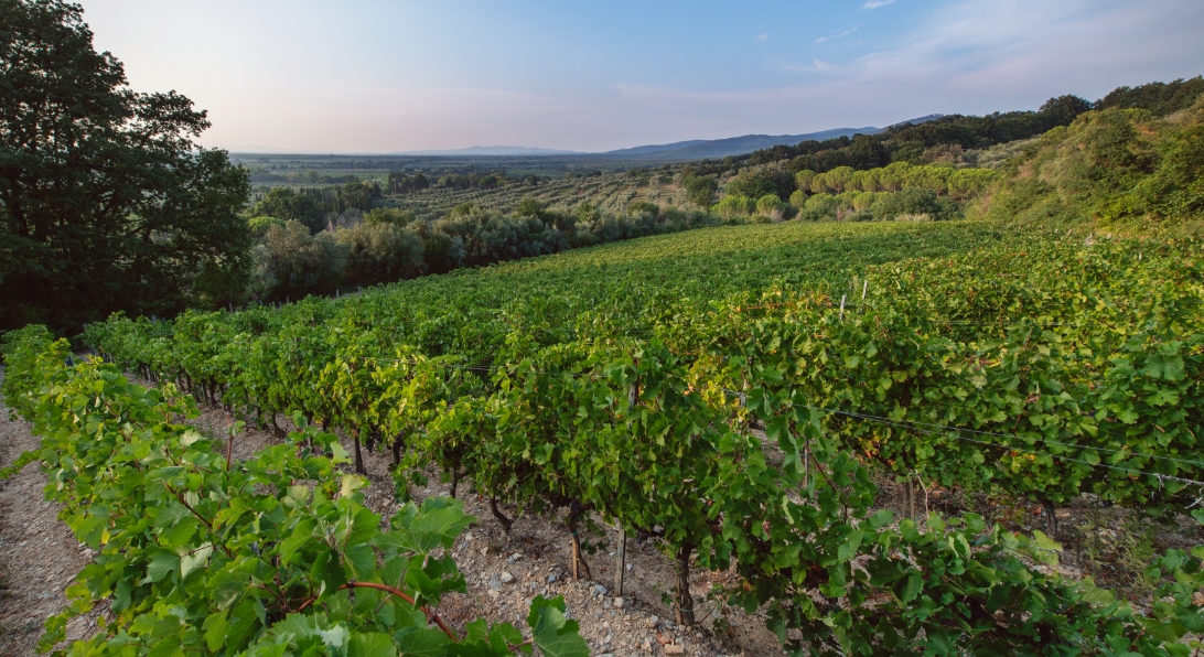 Field tenuta Tenuta di Nozzole