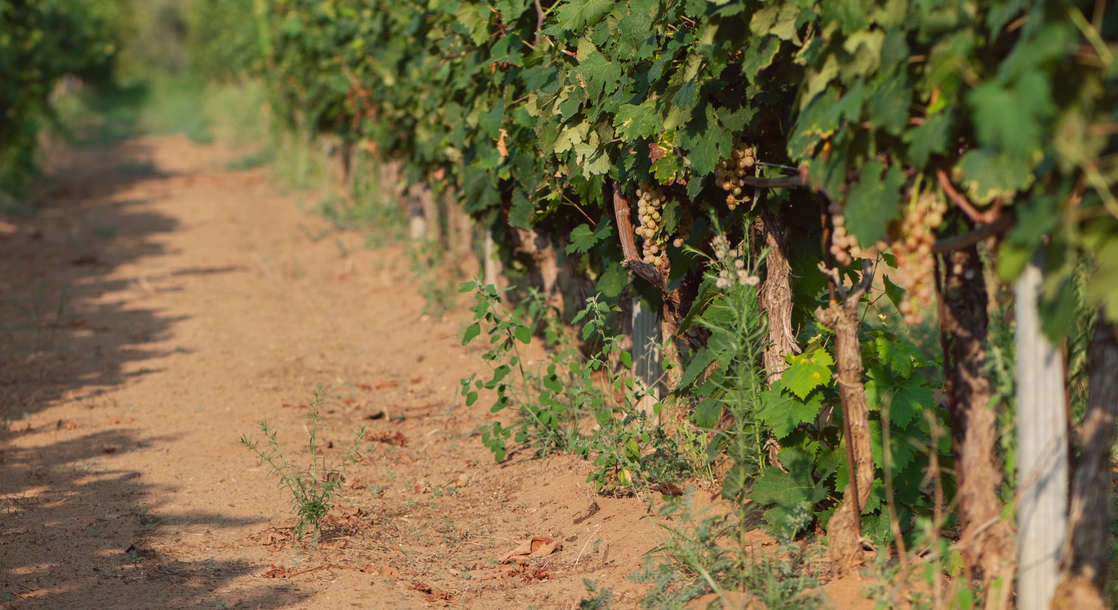 Field tenuta Tenuta di Nozzole