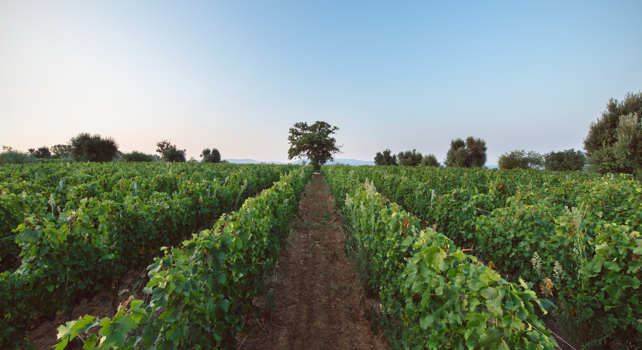 Field tenuta Tenuta di Nozzole