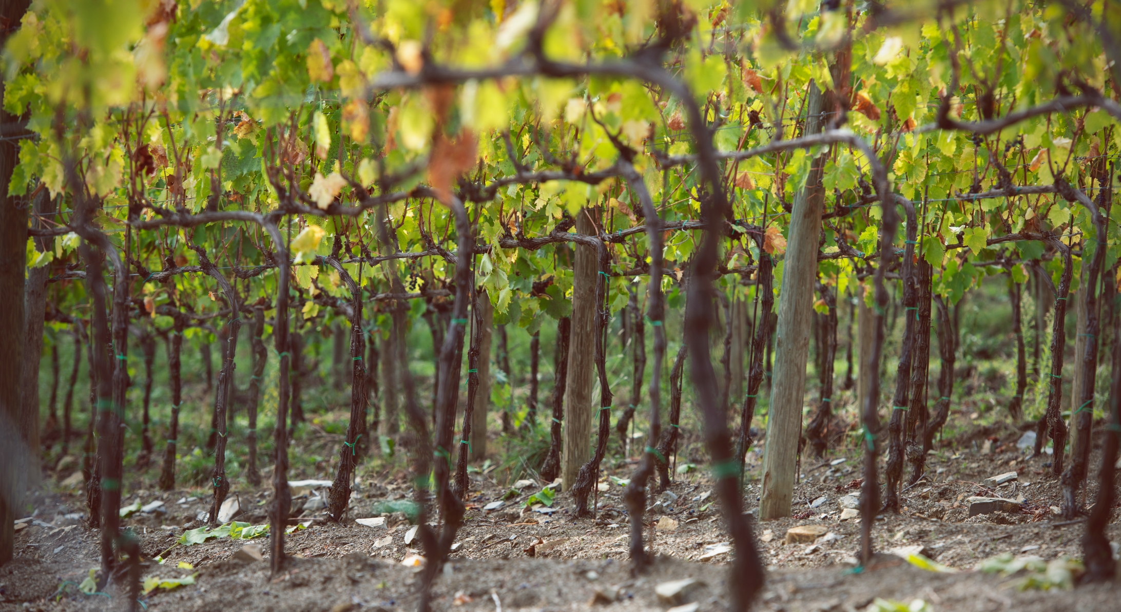 Field tenuta Tenuta di Nozzole