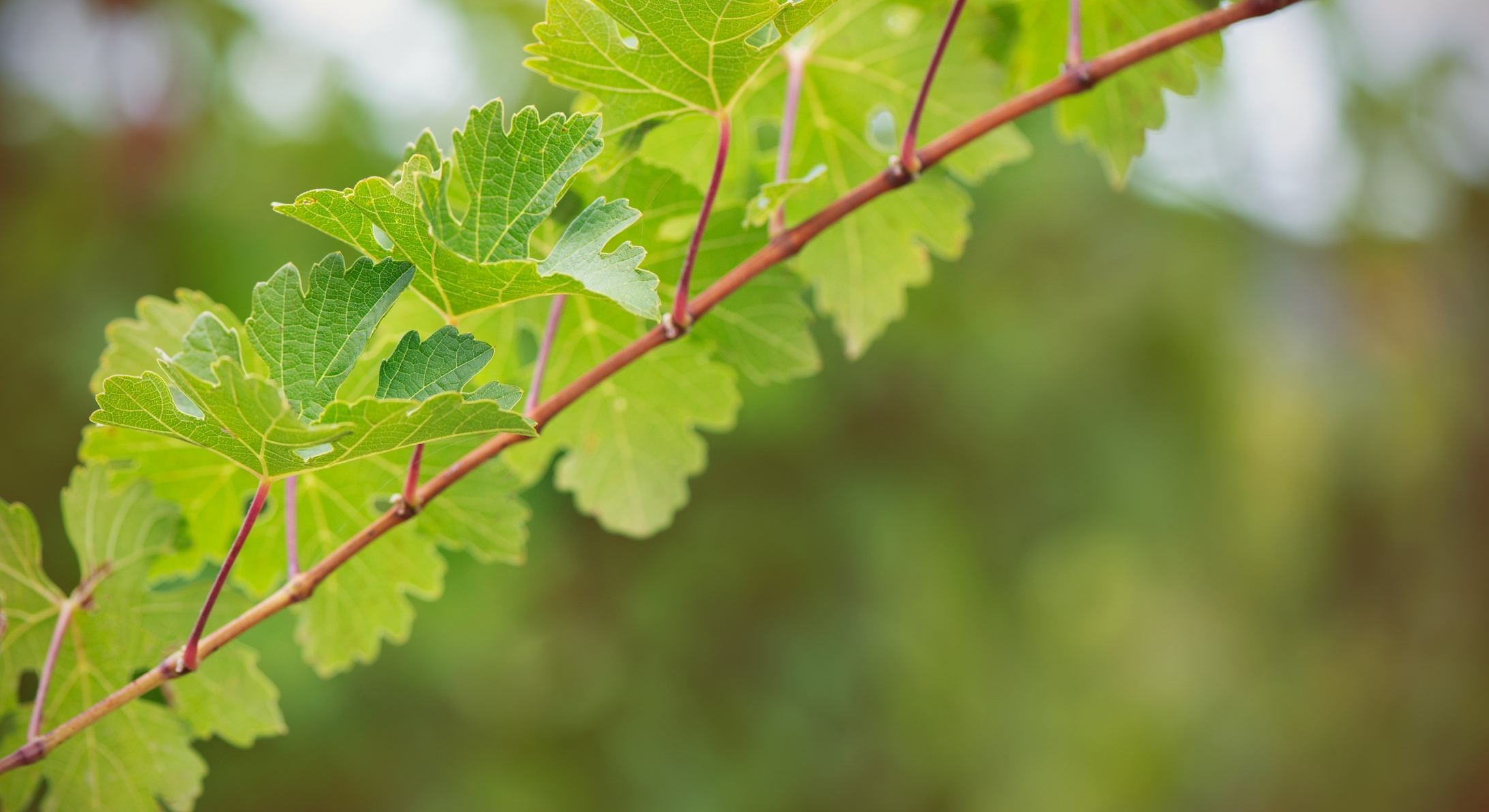 Terreno tenuta Vigne a Porrona