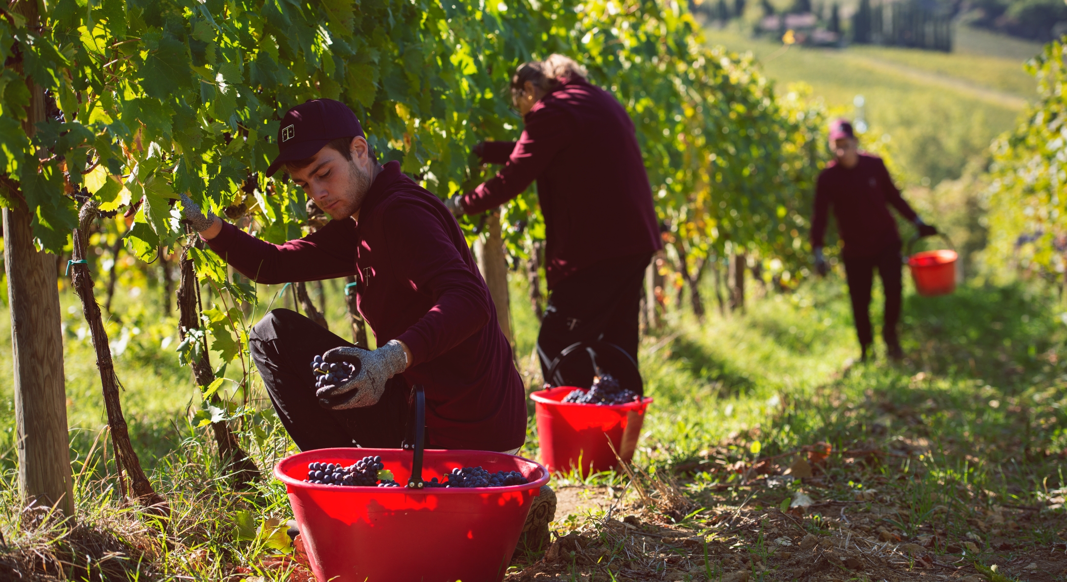 Field tenuta Tenuta di Nozzole