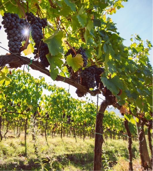 Grapes tenuta Tenuta di Nozzole