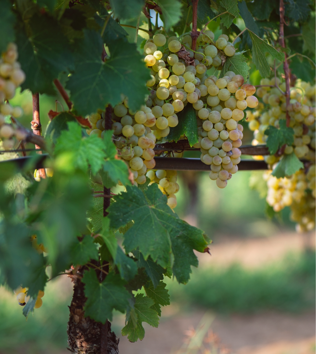 Grapes tenuta Tenuta di Nozzole