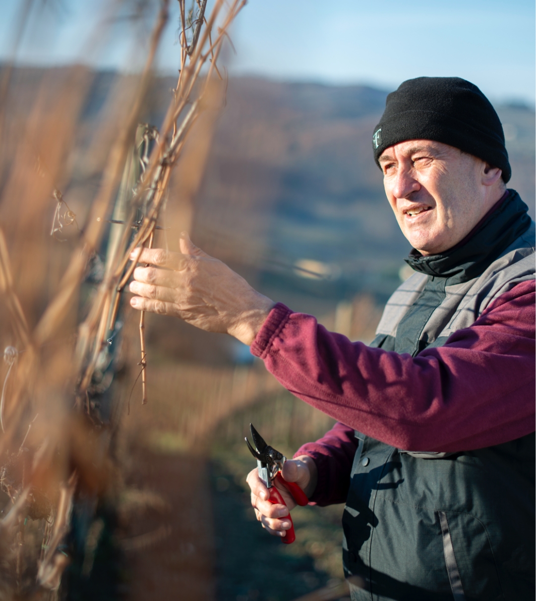 Uva tenuta Tenuta di Nozzole