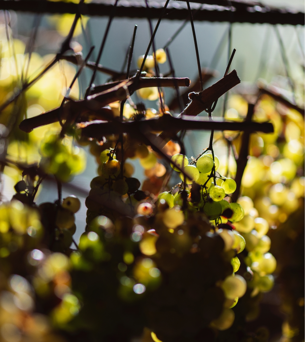 Grapes tenuta Tenuta di Nozzole