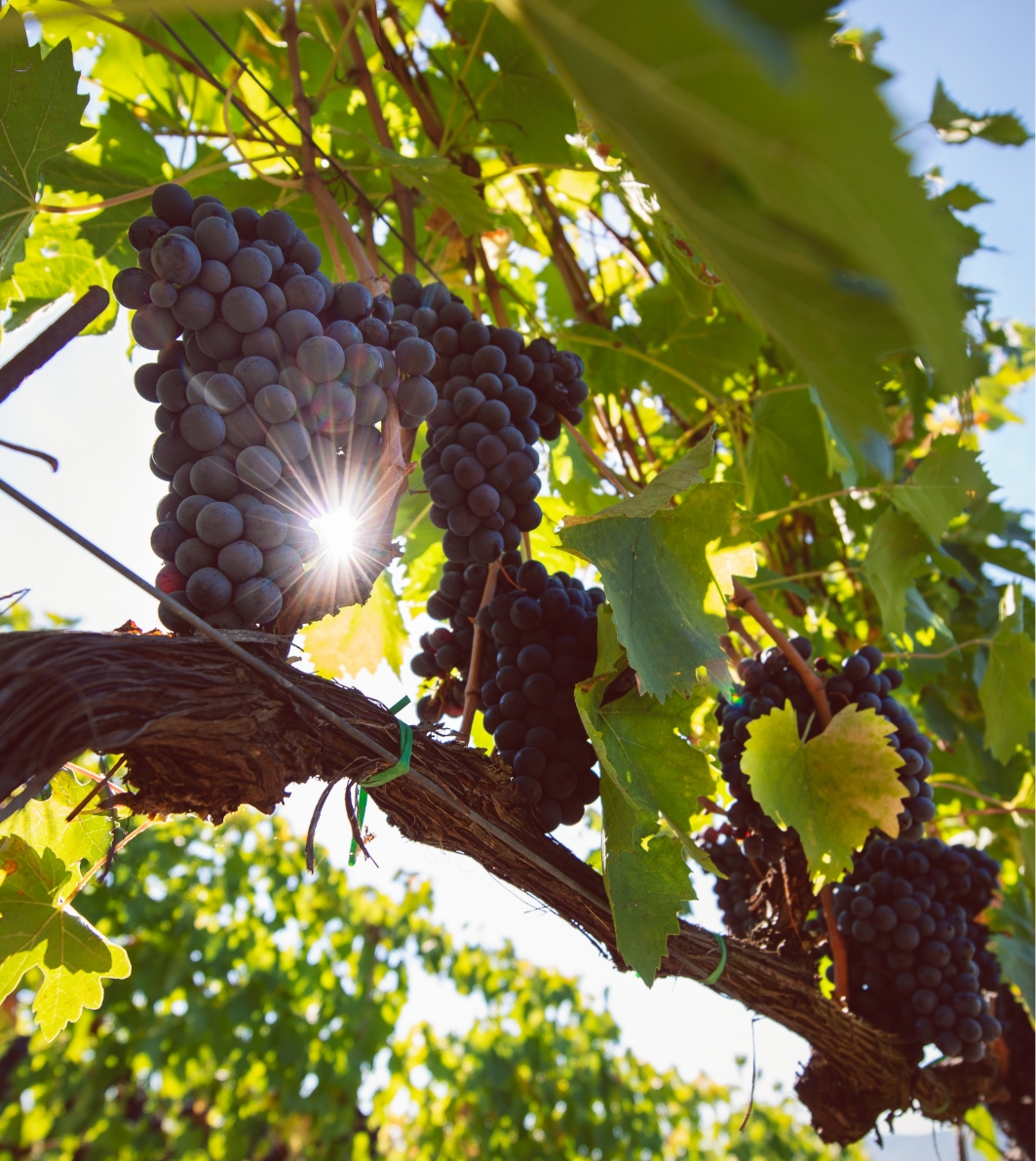 Grapes tenuta Tenuta di Nozzole