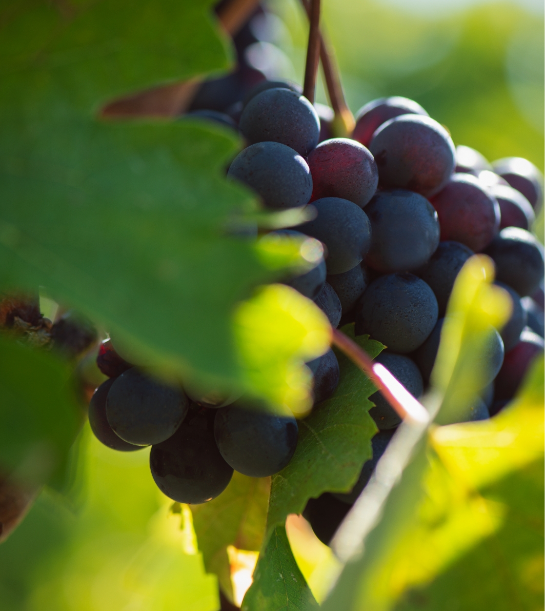 Uva tenuta Vigne a Porrona