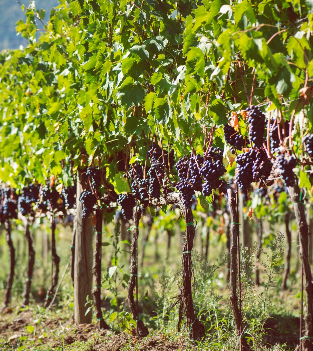 Uva tenuta Vigne a Porrona