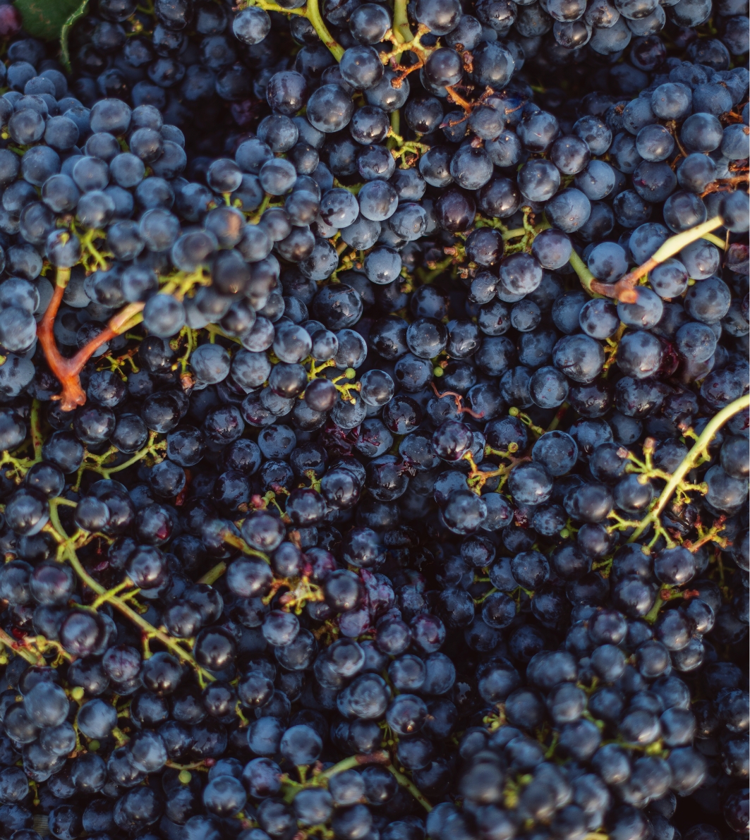 Grapes tenuta Tenuta di Nozzole