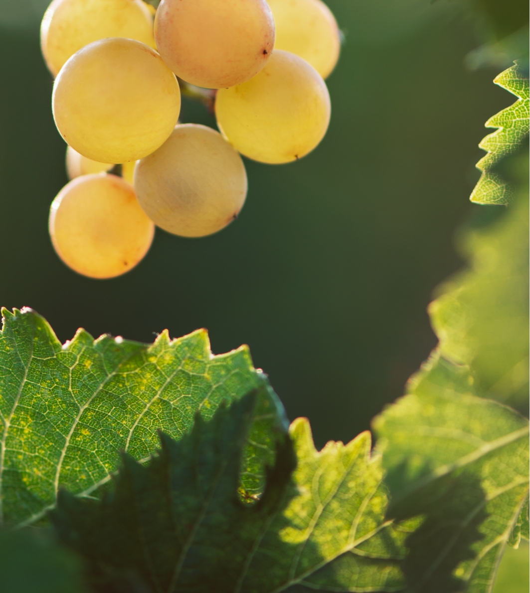 Grapes tenuta Tenuta di Nozzole