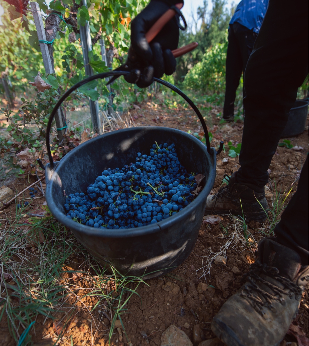 Grapes tenuta Tenuta di Nozzole