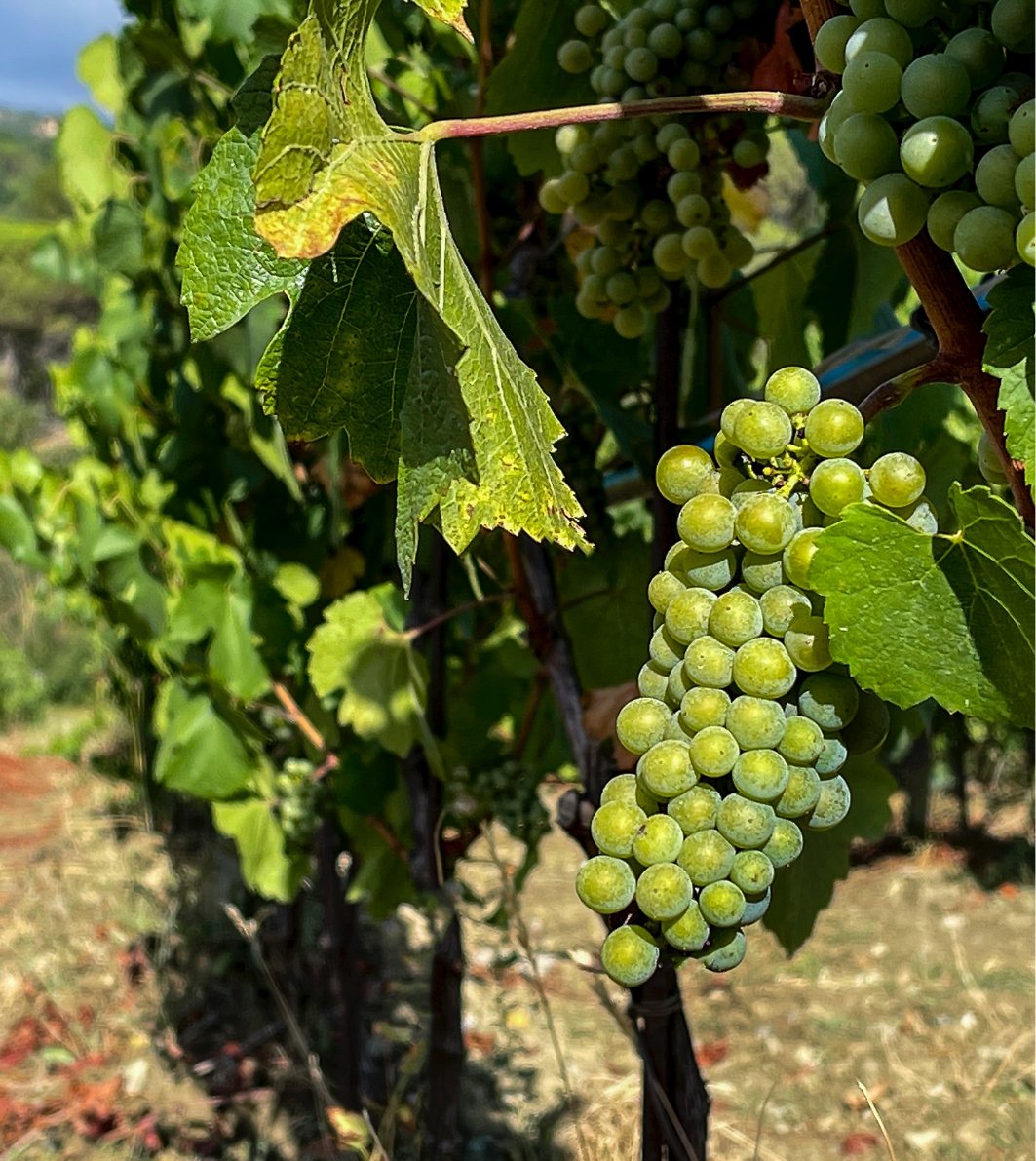 Uva tenuta Tenute del Cabreo