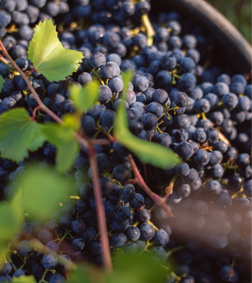 Grapes tenuta Tenuta di Nozzole