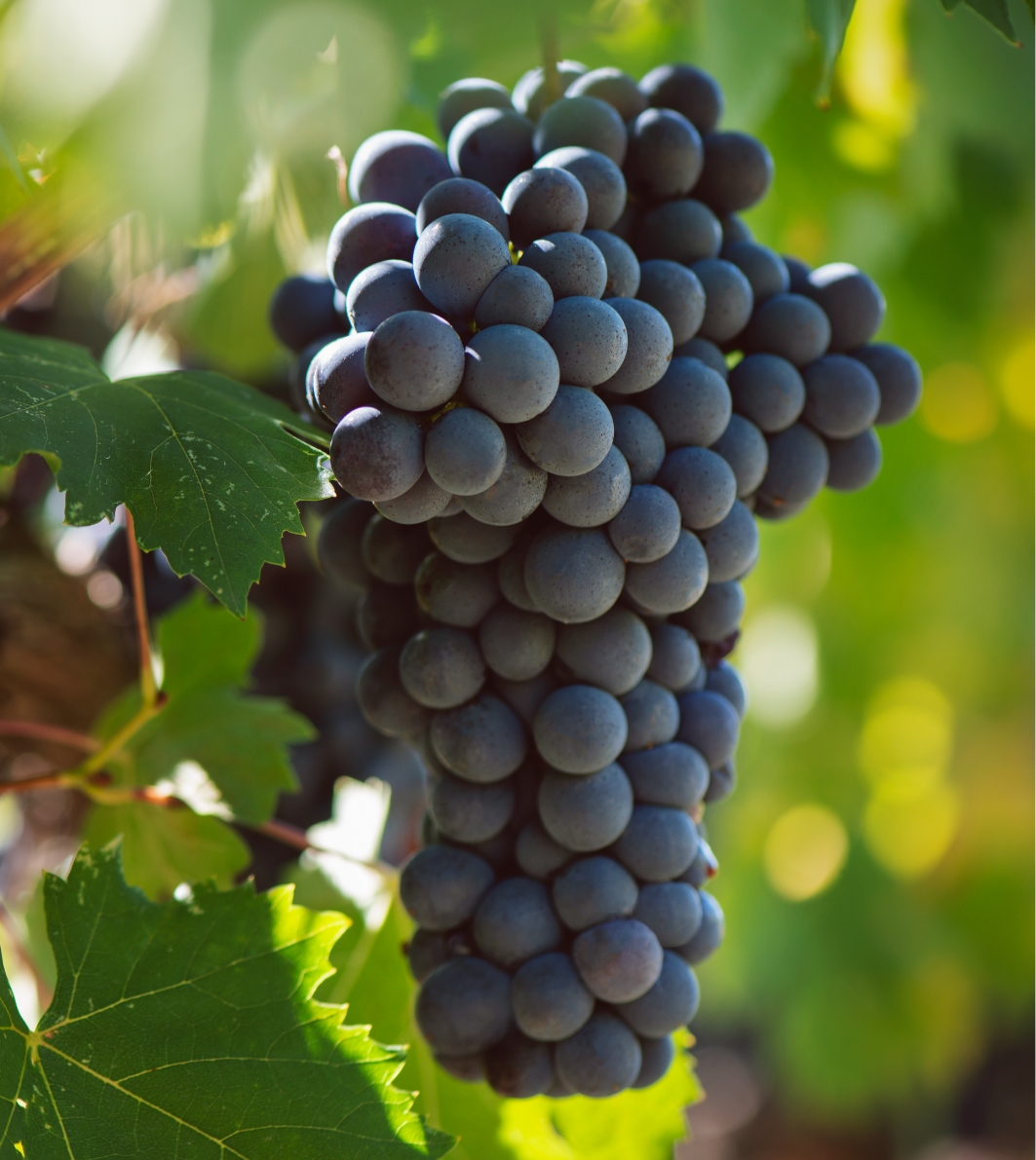 Grapes tenuta Tenuta di Nozzole