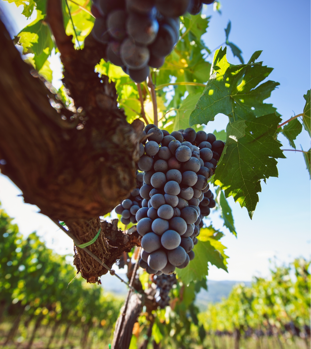 Grapes tenuta Tenuta di Nozzole