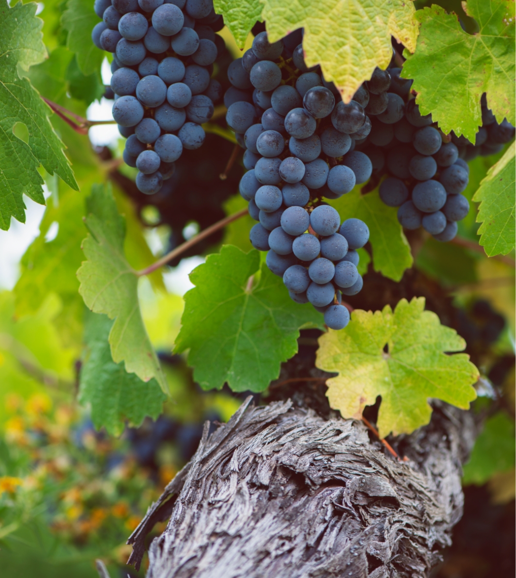 Grapes tenuta Tenuta di Nozzole