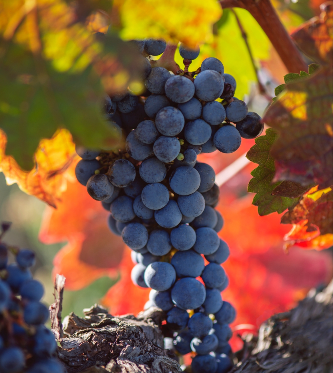 Grapes tenuta Tenuta di Nozzole