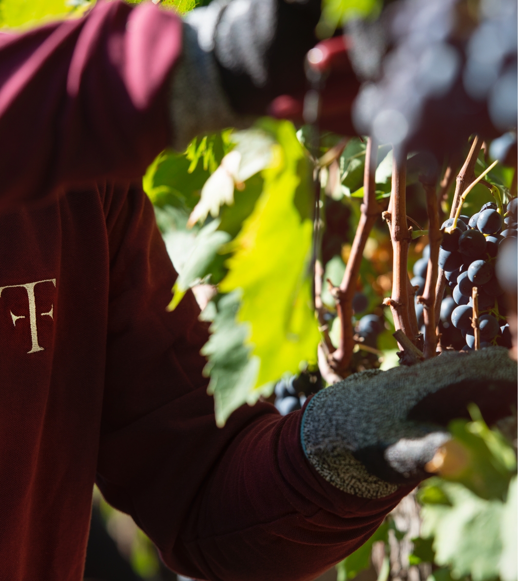 Uva tenuta Tenuta di Nozzole