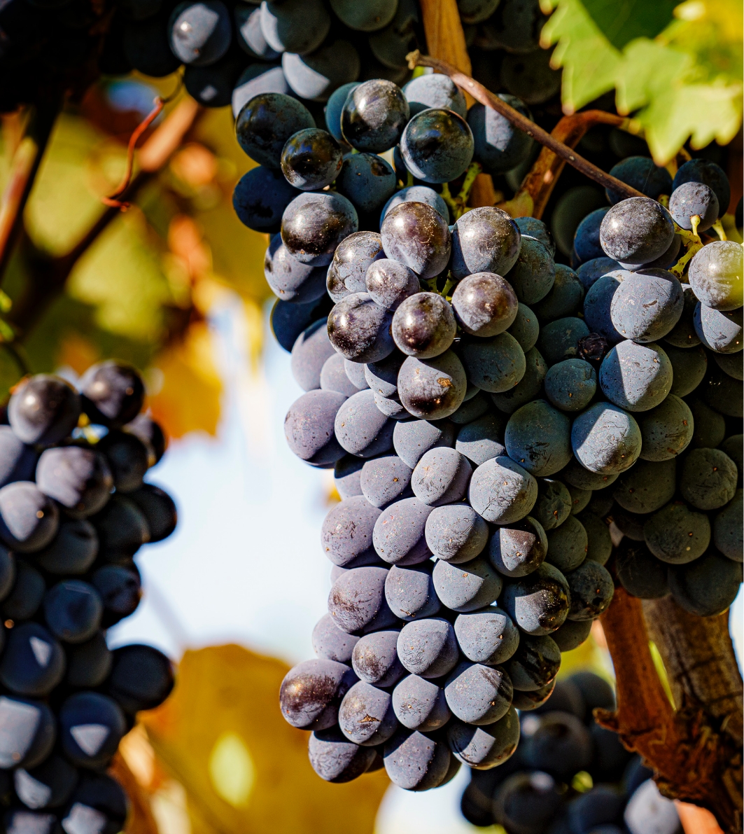 Grapes tenuta Tenuta di Nozzole