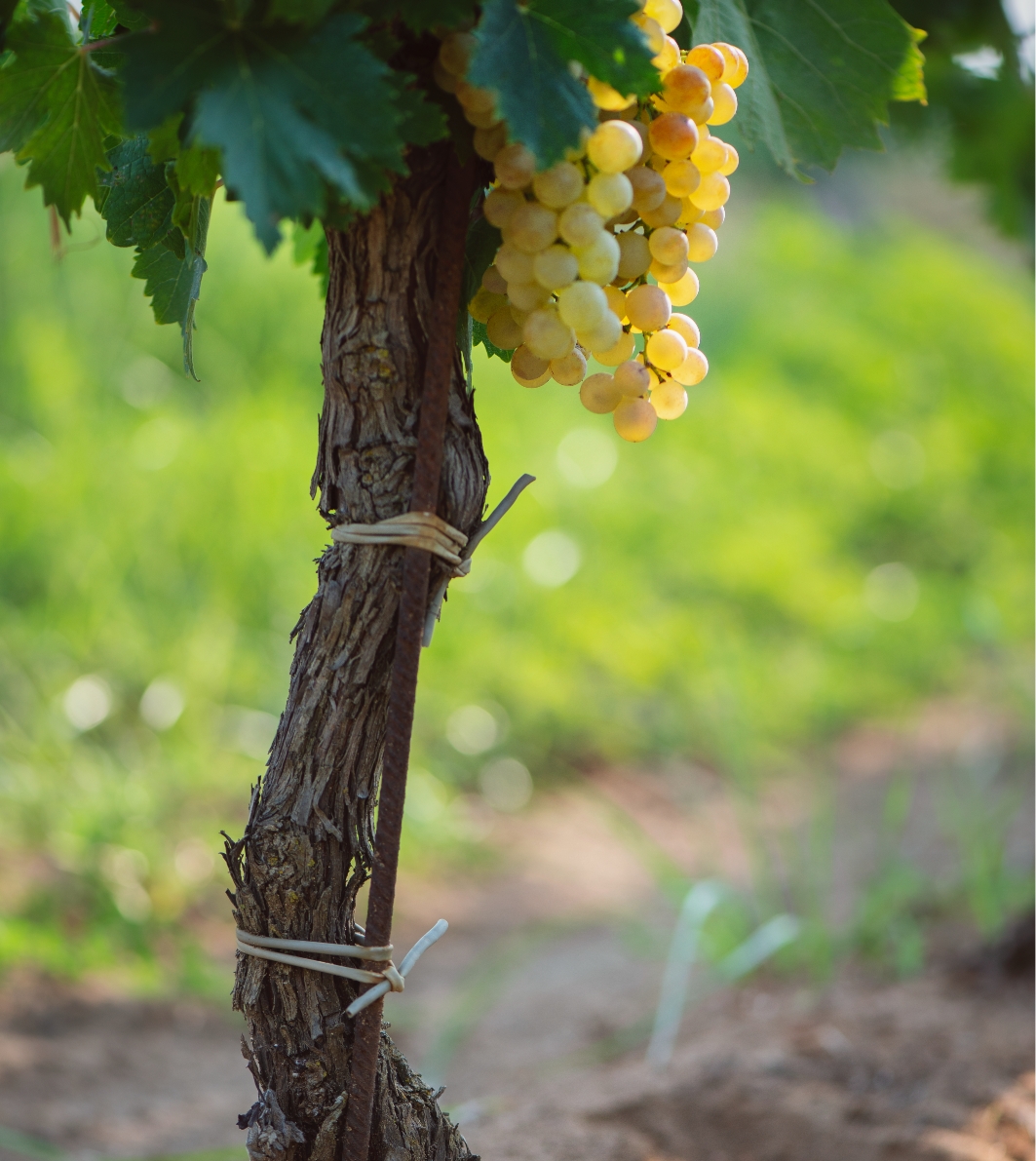 Grapes tenuta Tenuta di Nozzole