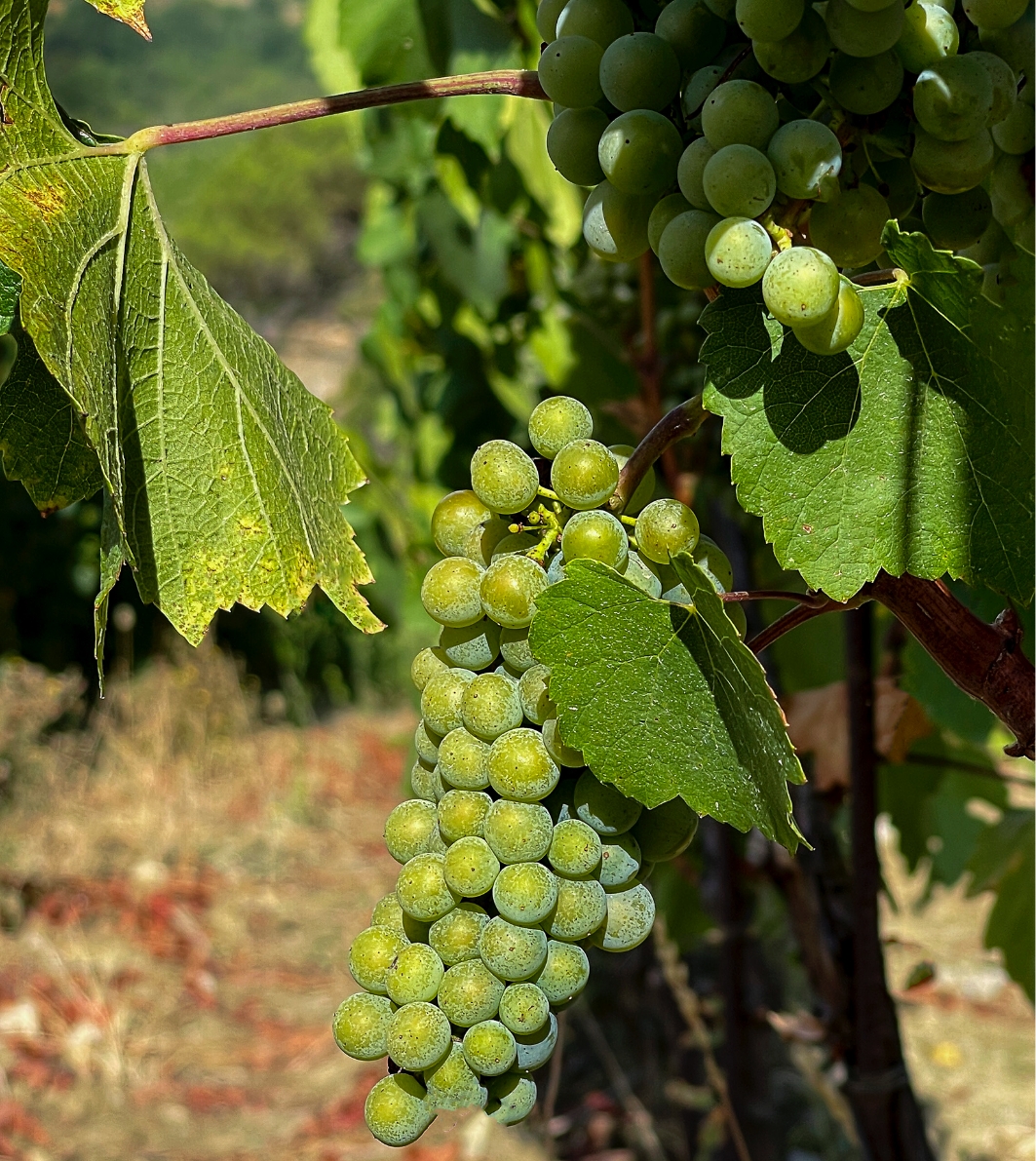 Grapes tenuta Tenuta di Nozzole