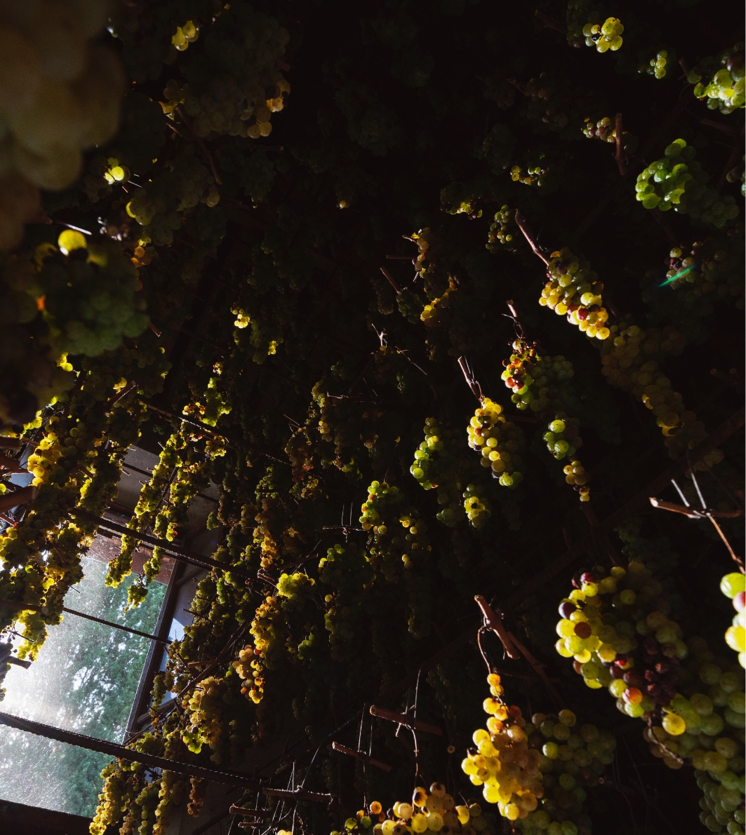 Grapes tenuta Tenuta di Nozzole