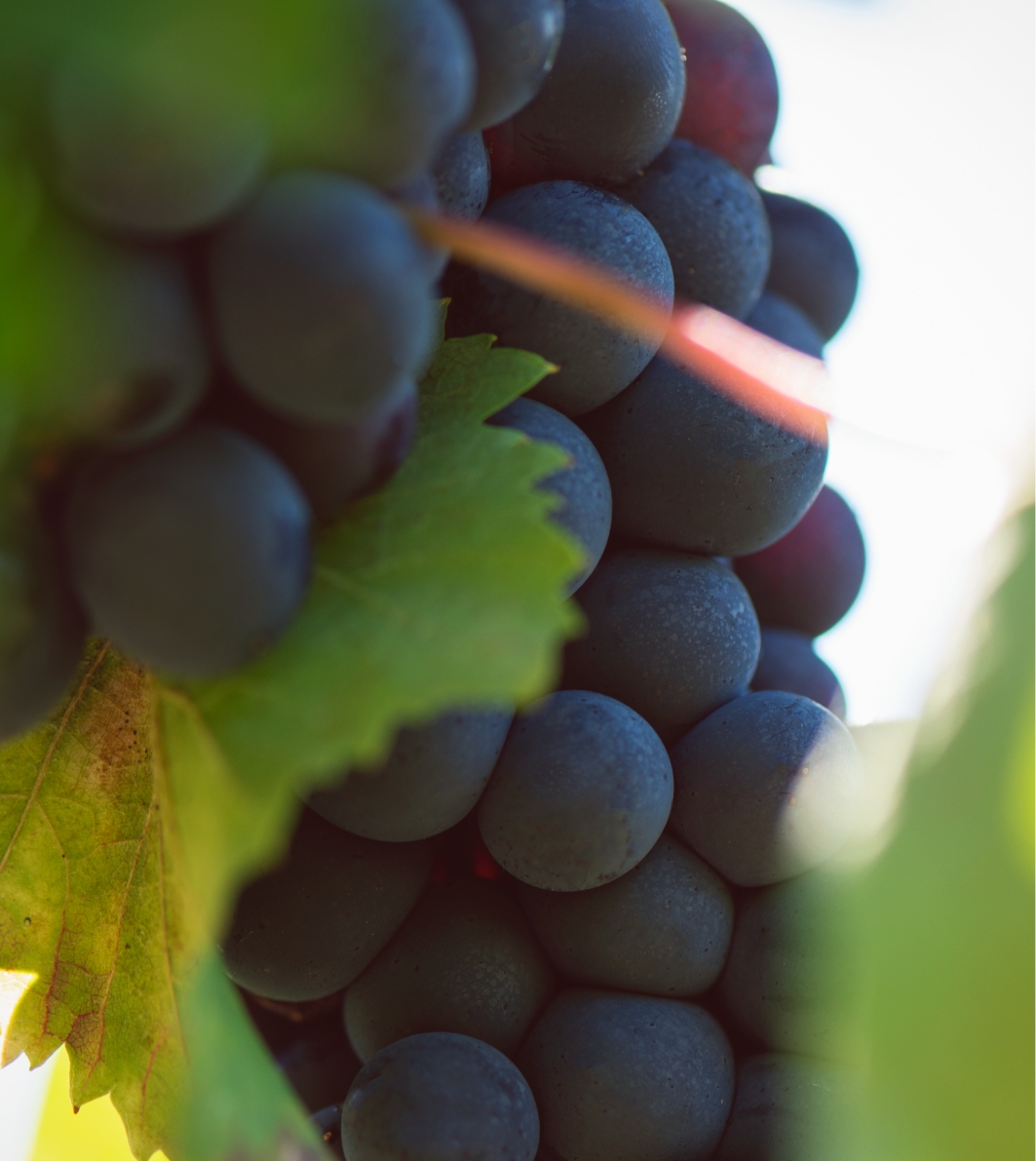 Grapes tenuta Tenuta di Nozzole