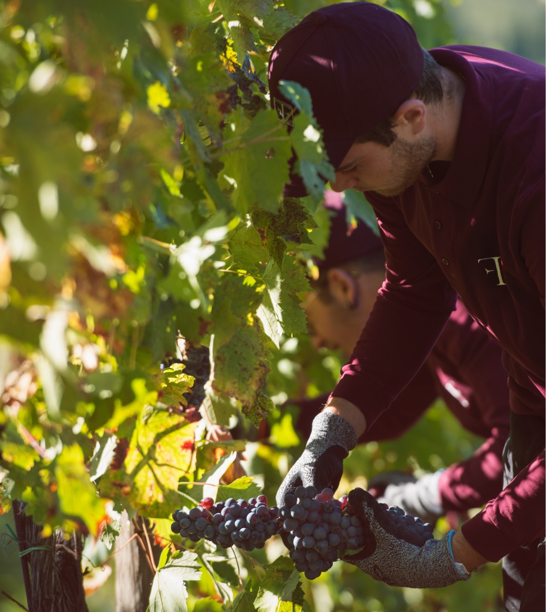 Uva tenuta Vigne a Porrona