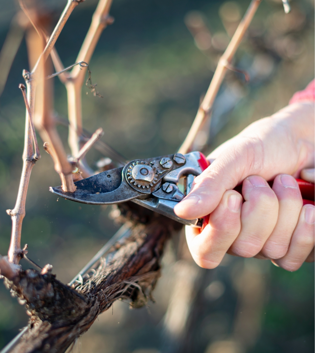 Uva tenuta Vigne a Porrona