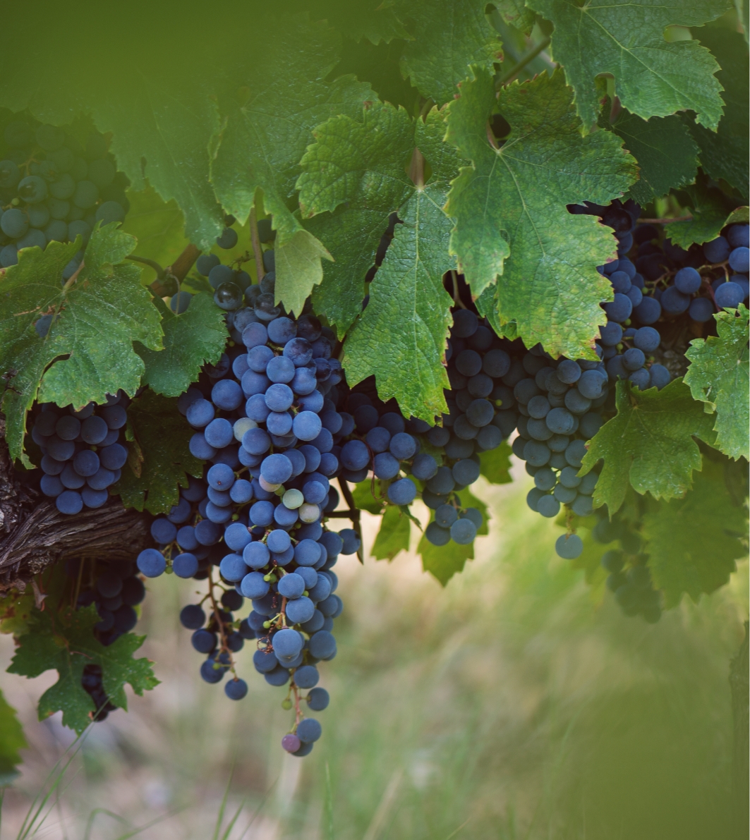 Grapes tenuta Tenuta Campo al Mare