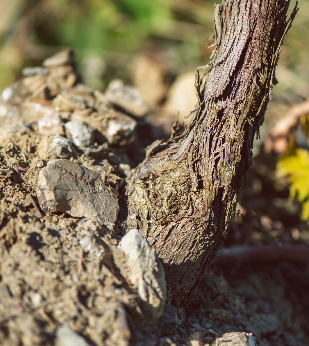 Uva tenuta Tenuta di Nozzole