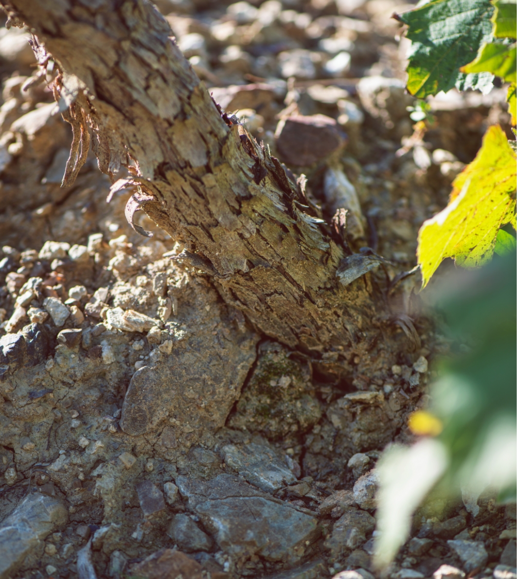 Uva tenuta Tenuta di Nozzole