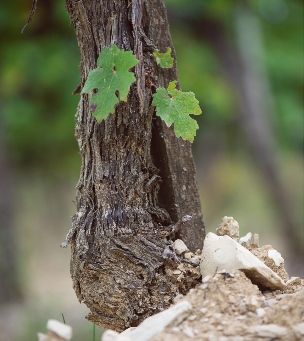 Grapes tenuta Tenuta di Nozzole