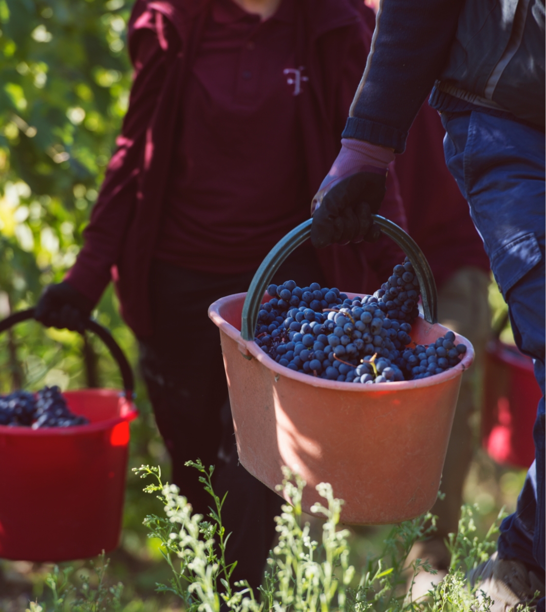 Uva tenuta Tenuta La Fuga