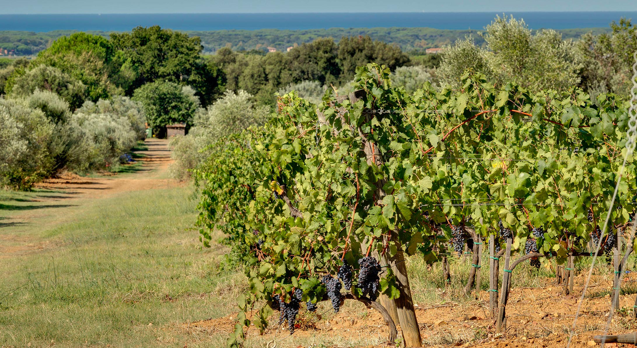 Cantina tenuta Tenuta Campo al Mare