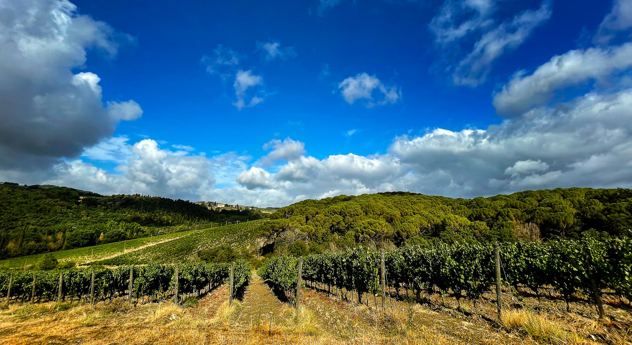 Field tenuta Tenuta di Nozzole