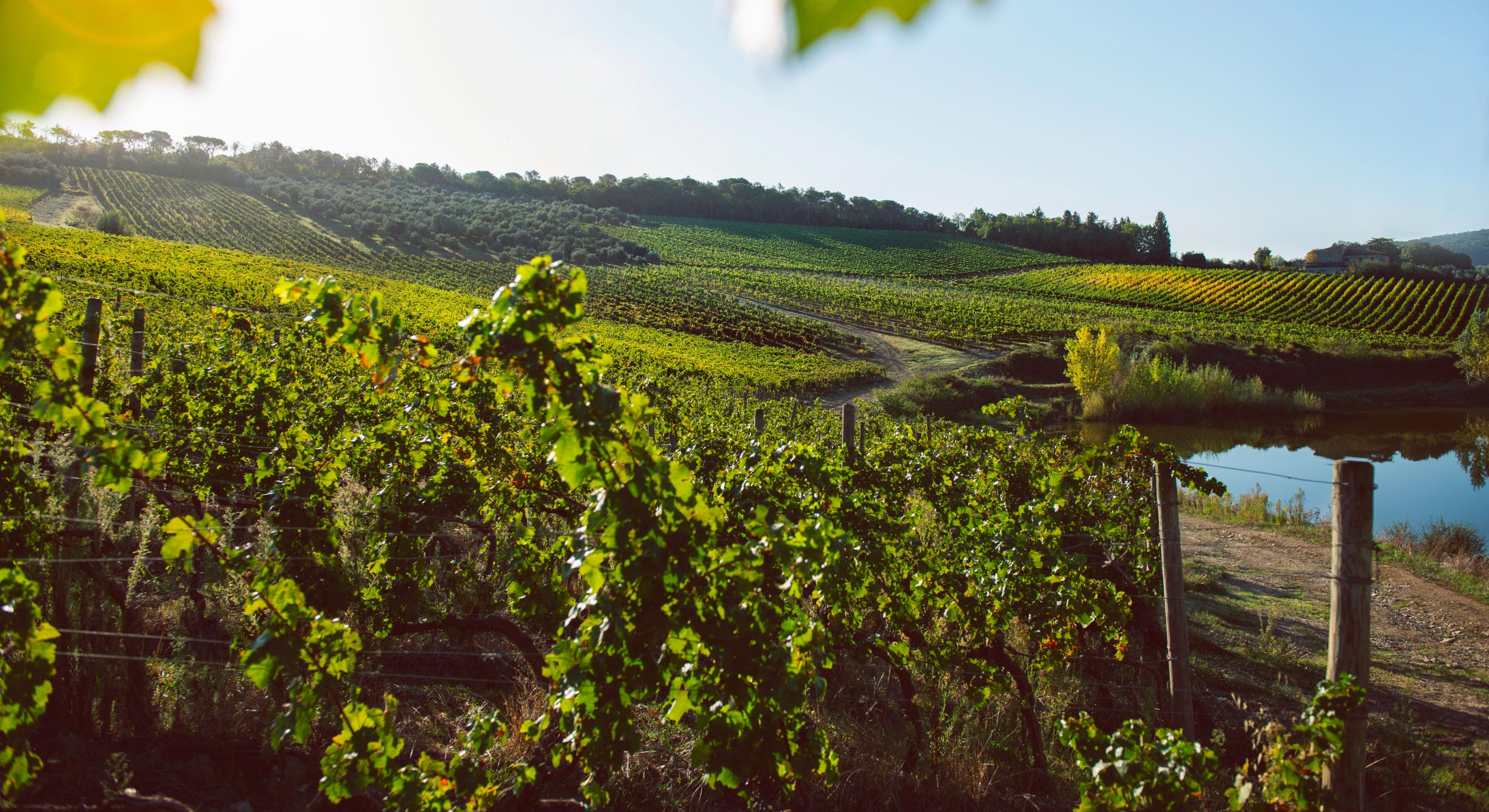 Terreno tenuta Tenuta di Nozzole