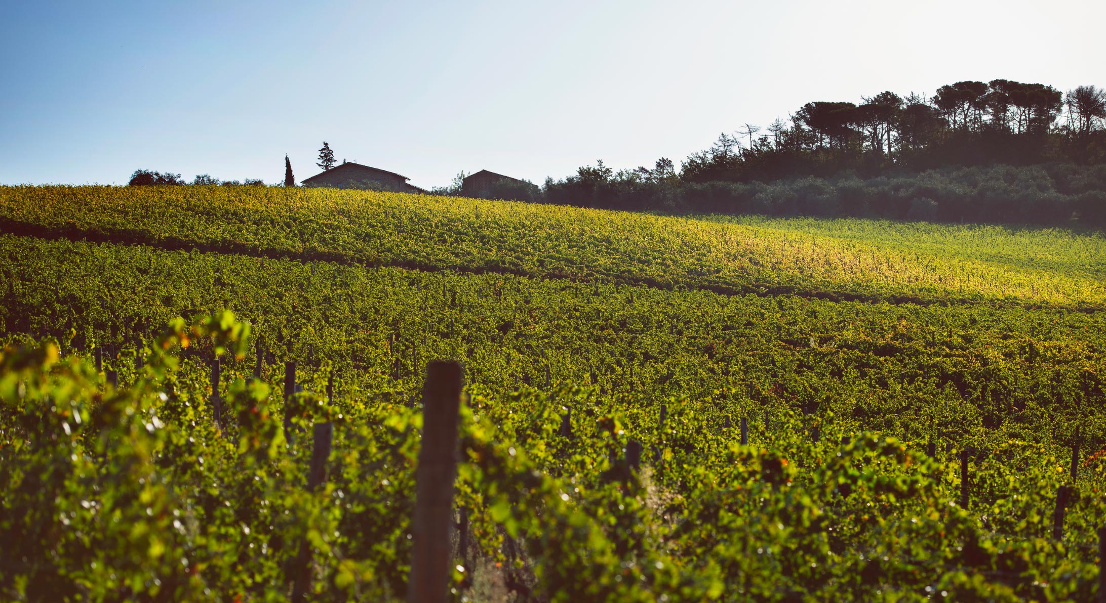 Field tenuta Tenuta di Nozzole