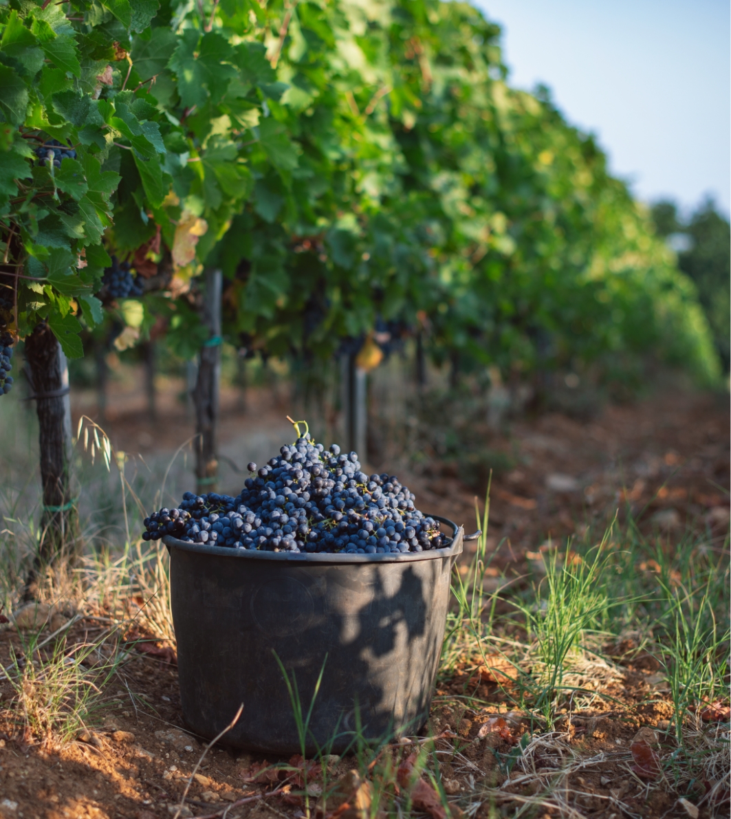 Grapes tenuta Tenuta di Nozzole