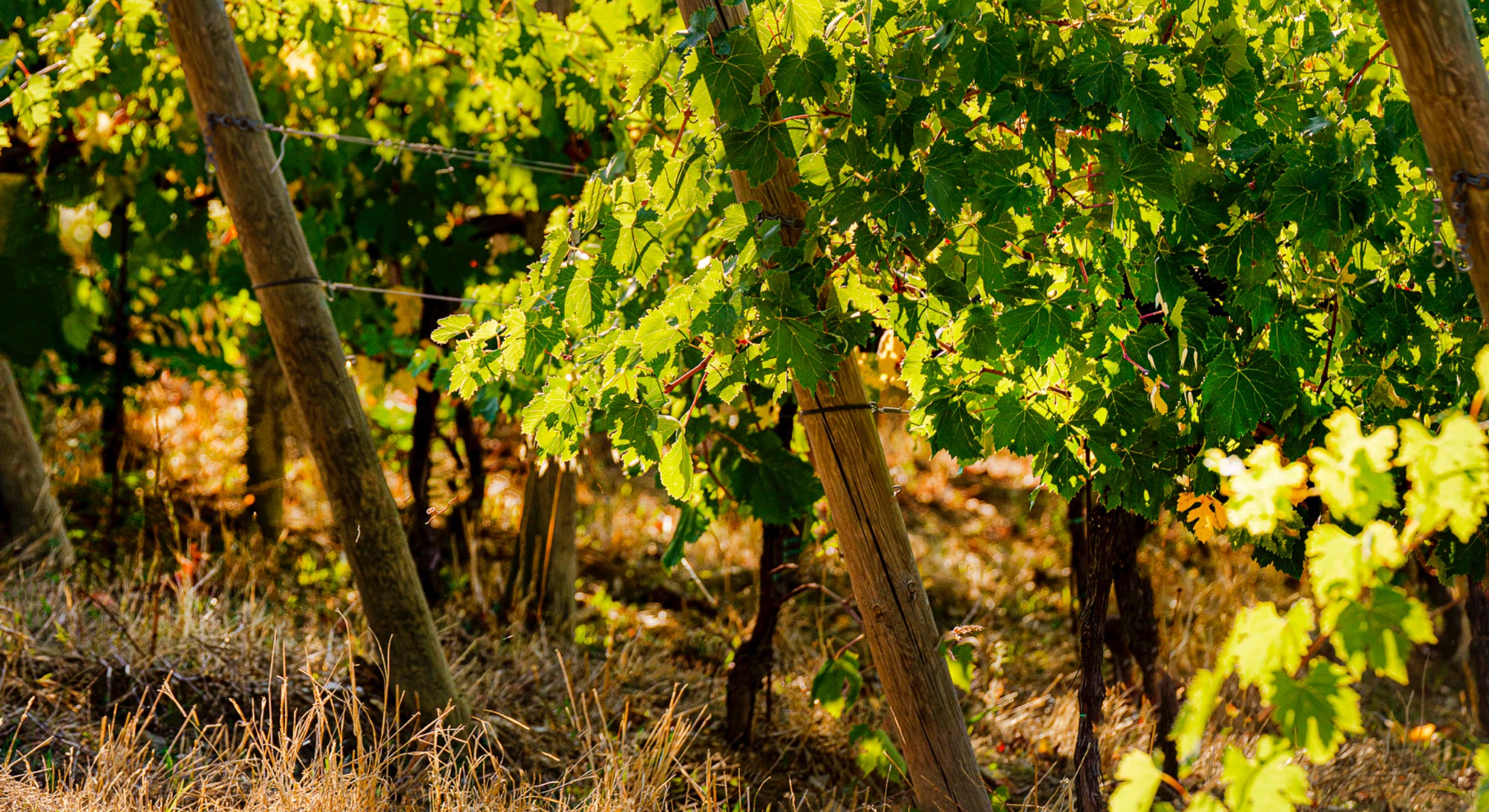 Terreno tenuta Vigne a Porrona