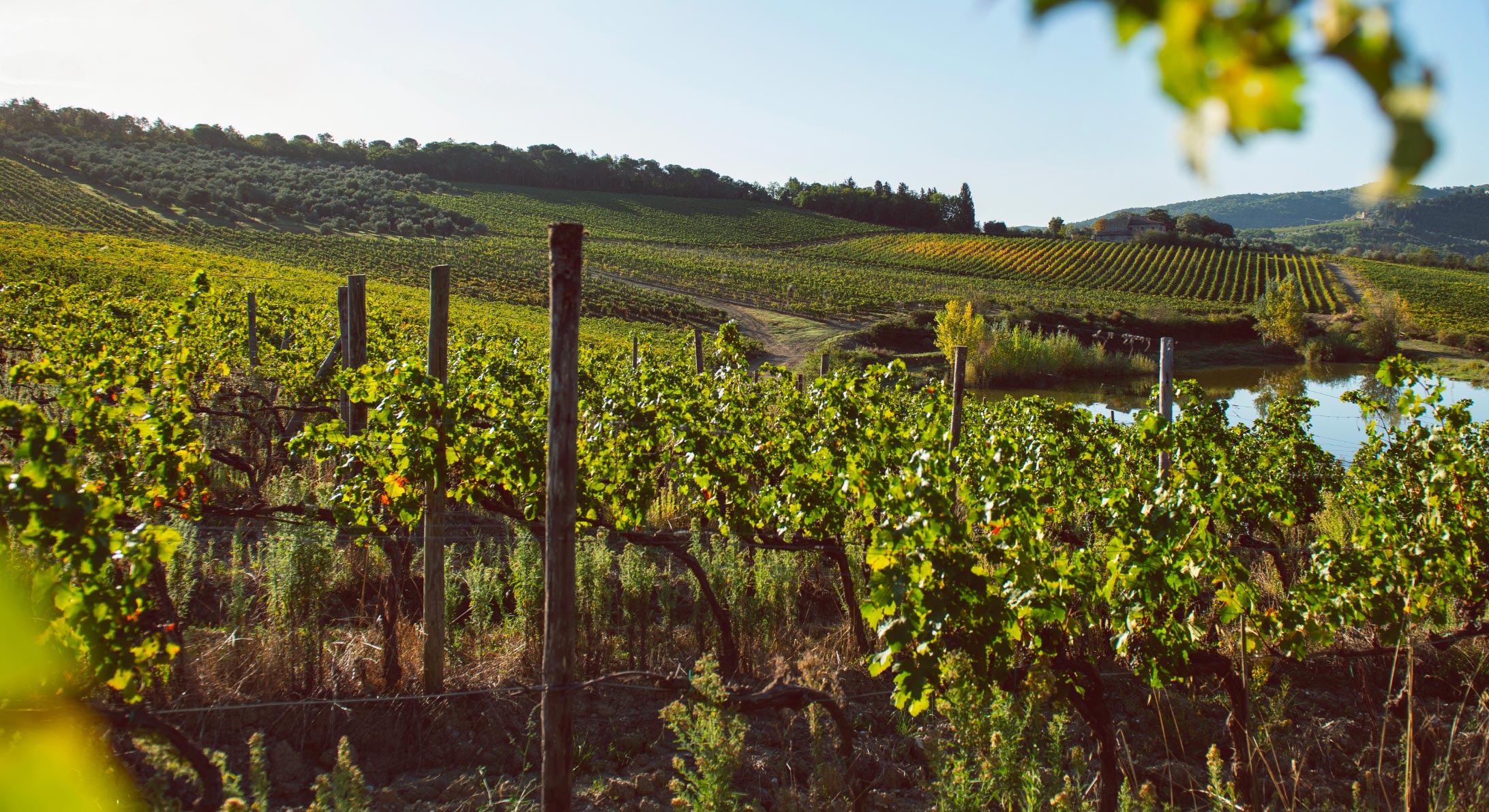 Field tenuta Tenuta di Nozzole