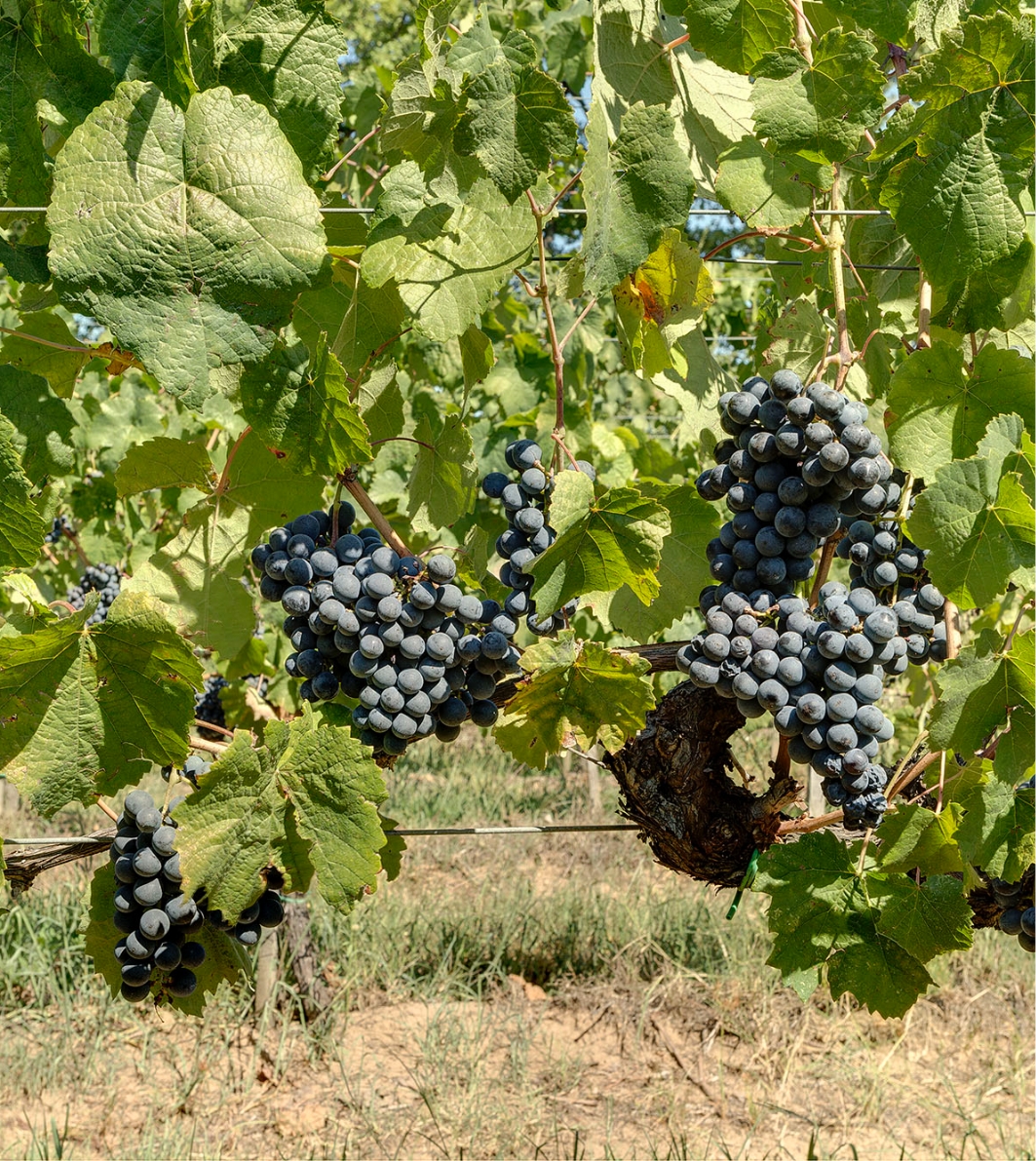 Grapes tenuta Tenuta di Nozzole