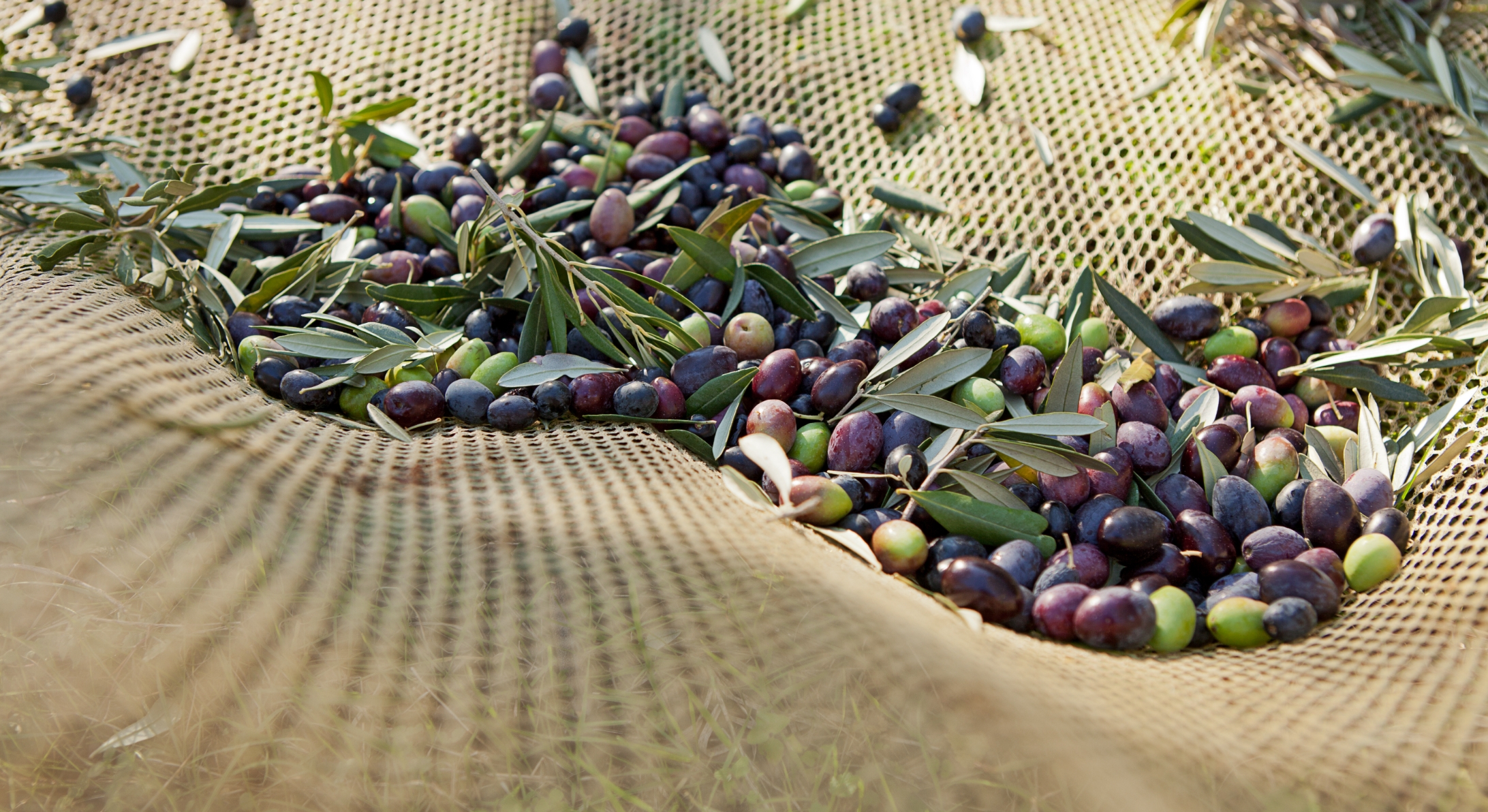 Olive tenuta Tenuta di Nozzole