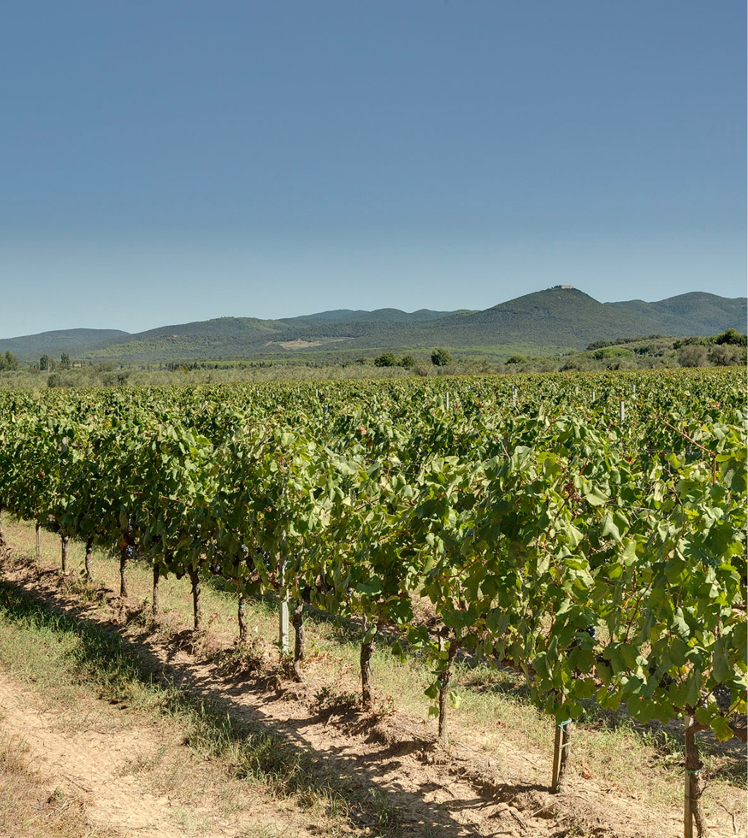 Uva tenuta Tenuta Campo al Mare