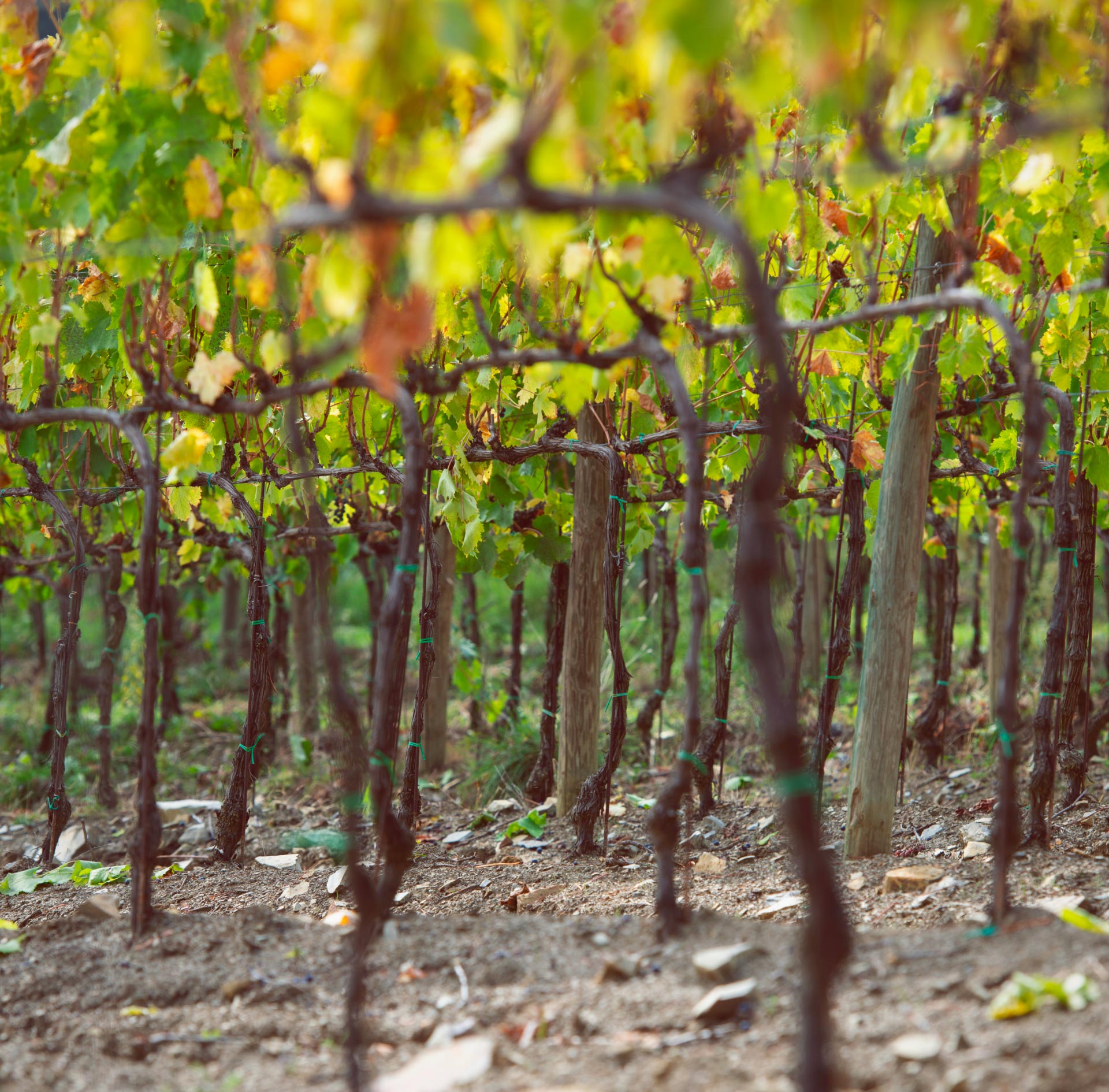 Field tenuta Tenuta di Nozzole